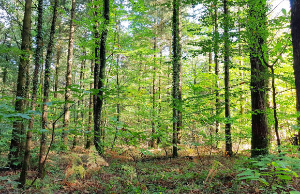 Arbres dans la forêt de Pont-Calleck à Inguiniel, Berné et Plouay (Morbihan)
