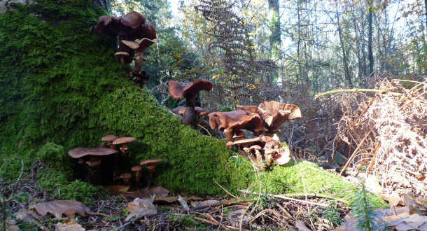 Inguiniel- Berné, champignons au pied d'unarbre dans la forêt de Pont Calleck