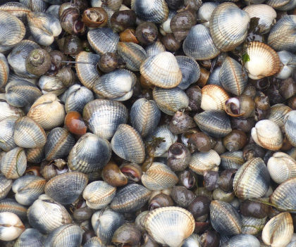 pêche à pied coques et birgorneaux sur la presqu'île de Gâvres