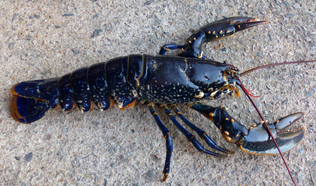 ©C.LE BAIL. Homard de l'île de Groix