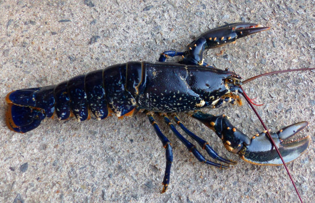 ©C.LE BAIL. Homard de l'île de Groix