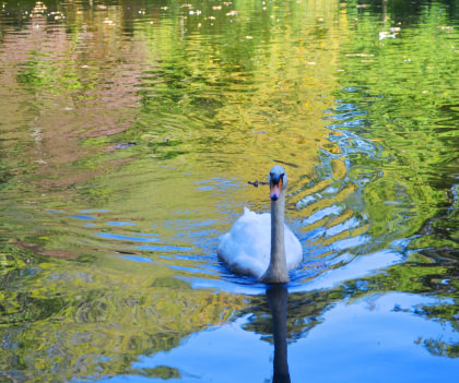 Hennebont, cygnes à l'étang du Parc de Kerbihan