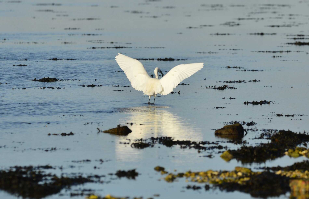 Aigrette prête à l'envol dans la petite mer de Gâvres (Morbihan)