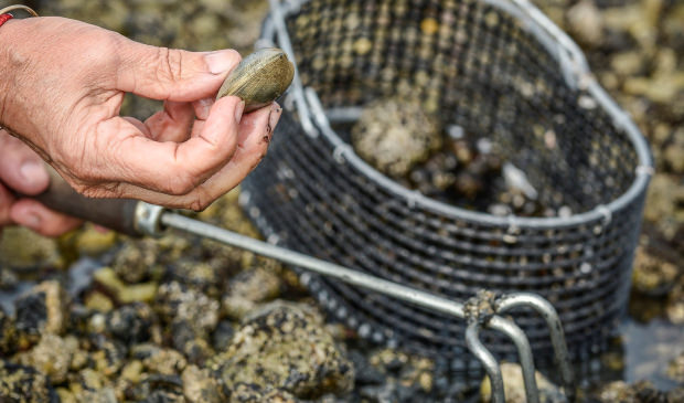 pêche de coquillage à gâvres