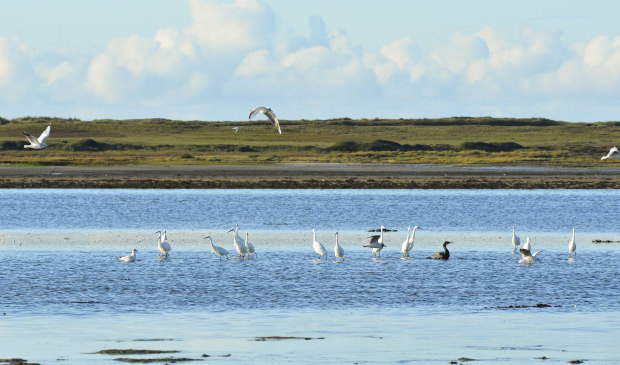 Aigrettes et oiseaux marins de la petite mer de Gâvres, Morbihan.