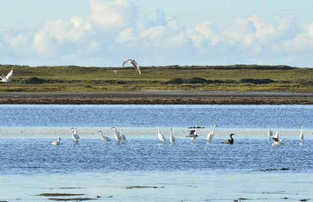 Aigrettes et oiseaux marins de la petite mer de Gâvres, Morbihan.