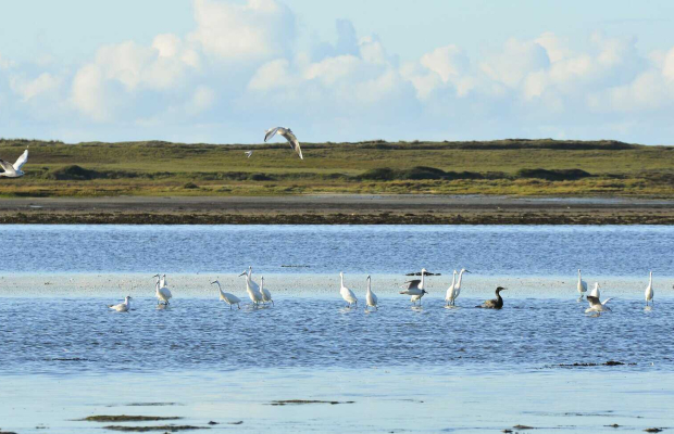 Aigrettes et oiseaux marins de la petite mer de Gâvres (Morbihan)