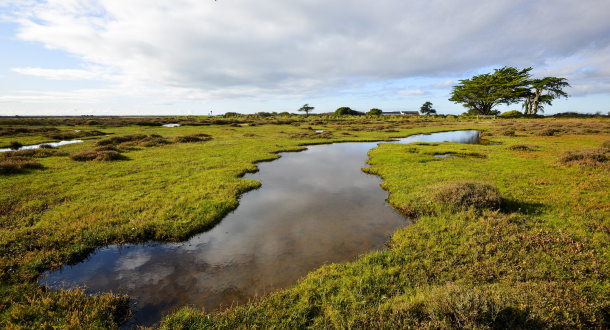 Les prairies maritimes, à marée haute de l'île de Kerner à Riantec