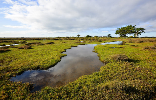 Les prairies maritimes, à marée haute de l'île de Kerner à Riantec