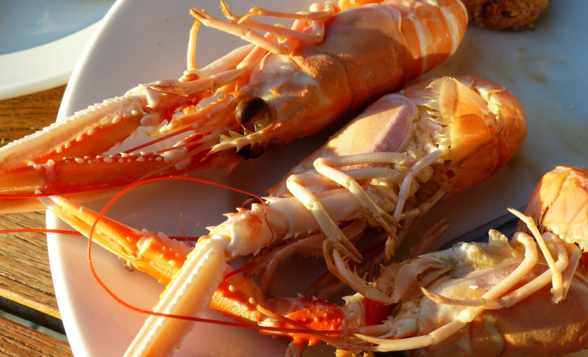 Assiette de langoustines débarquées au port de pêche de Lorient.