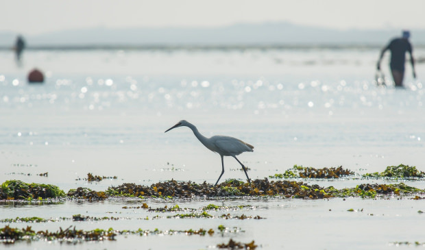 Aigrette dans la petite mer de Gâvres