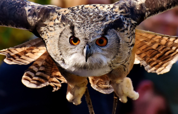 Berné, un hibou moyen duc à la forêt de Pont Calleck