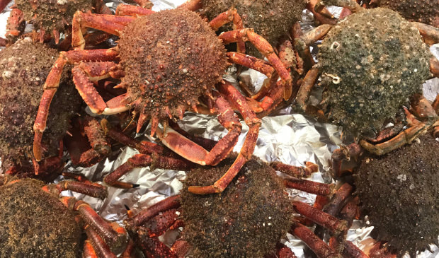 Araignées de mer pêchées à Lorient Bretagne Sud (Morbihan)