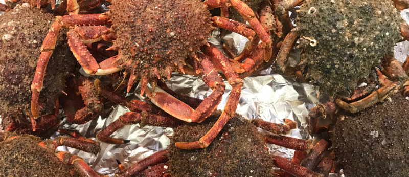 Araignées de mer pêchées à Lorient Bretagne Sud (Morbihan)