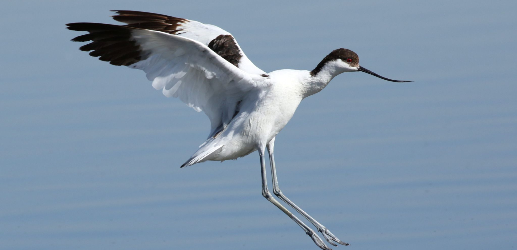 Avocette élégante, espèce présente à Lorient Bretagne Sud (Morbihan)