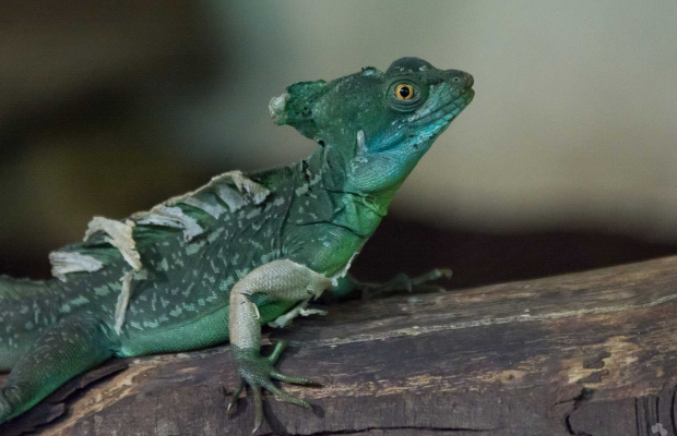Basilic vert aux Terres de Nataé, parc animalier à Pont-Scorff (Morbihan)