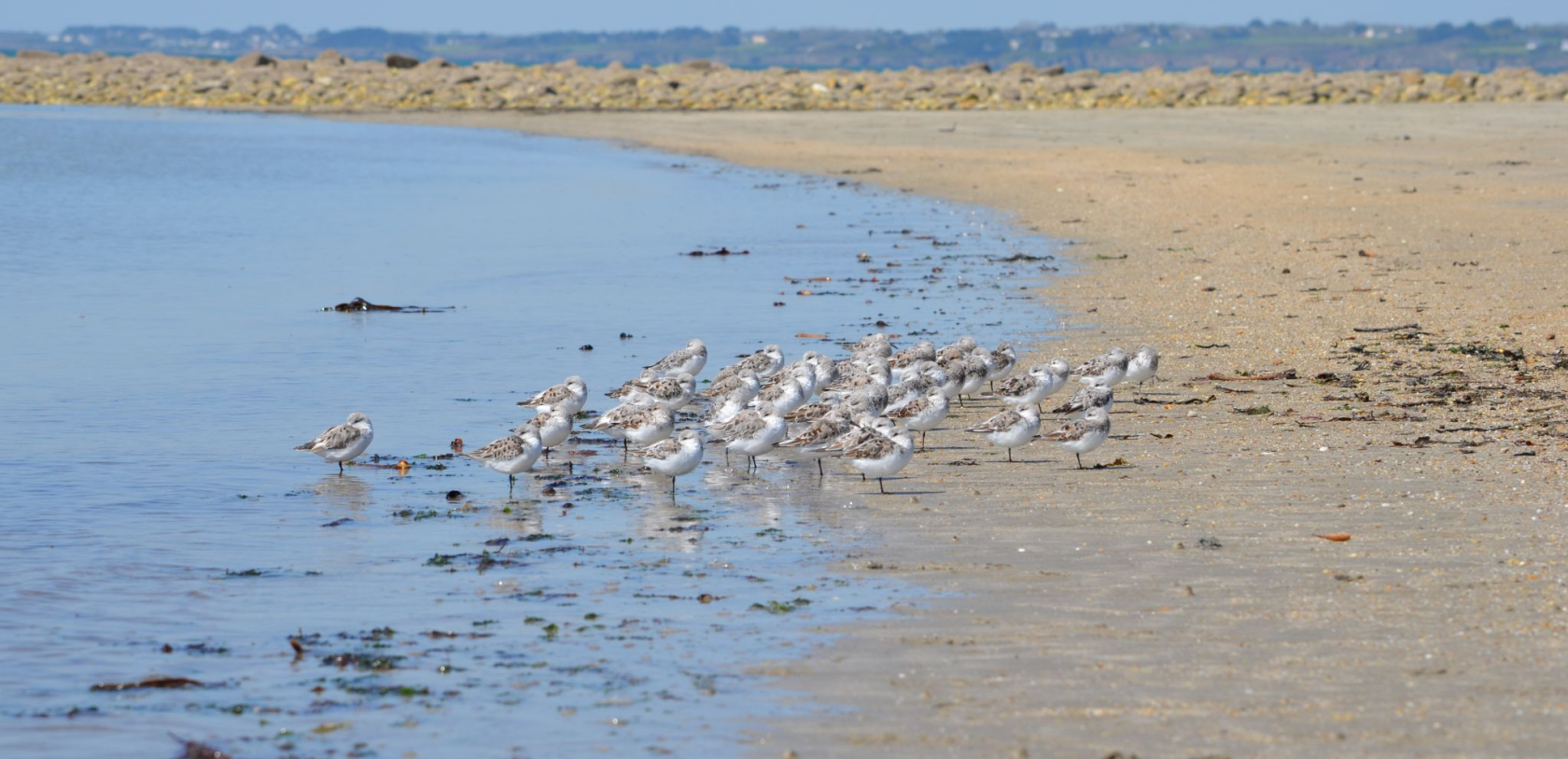 Bécasseau sanderling au Fort-Bloqué (Morbihan)