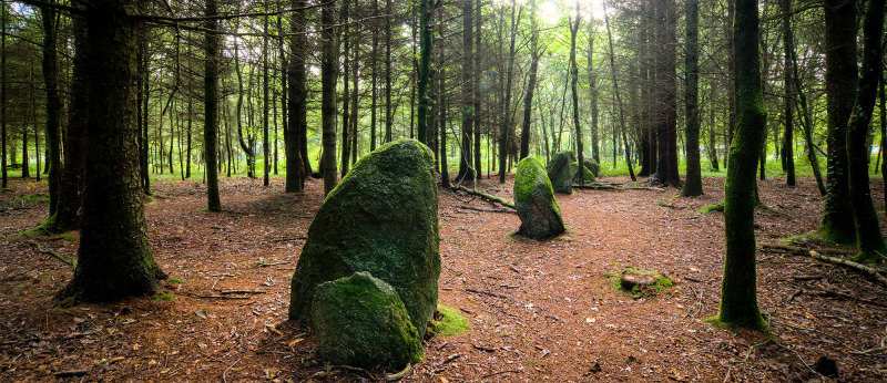 Les menhirs de Kersolan dans la forêt de Languidic