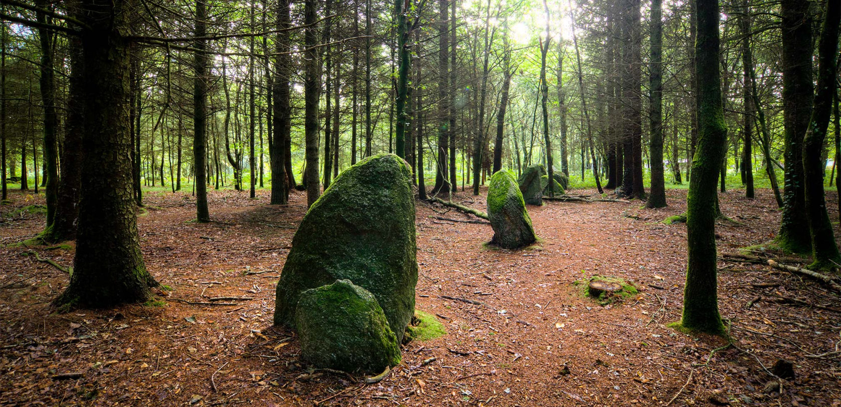 Les menhirs de Kersolan dans la forêt de Languidic