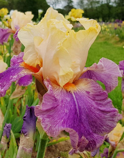 Le Jardin d'Iris - champs d'iris ouvert en mai