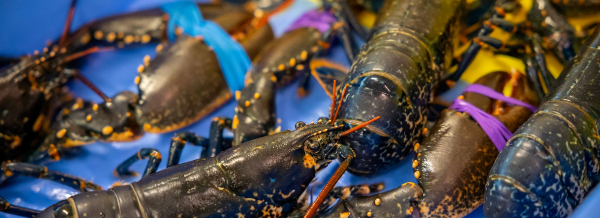 Homard bleu de la côte bretonne au port de pêche de Keroman, à Lorient (Morbihan)