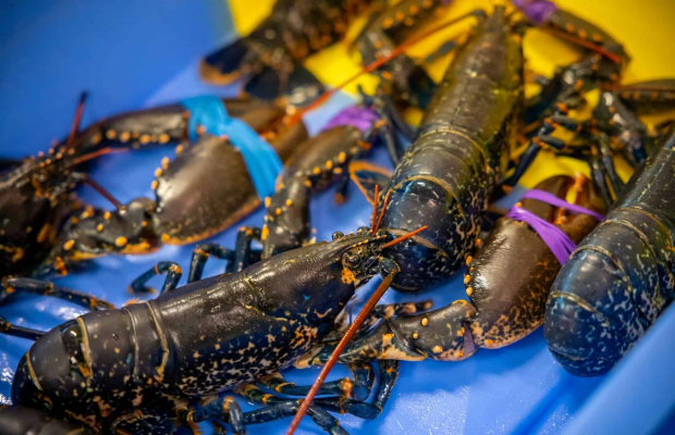 Homard bleu de la côte bretonne au port de pêche de Keroman, à Lorient (Morbihan)