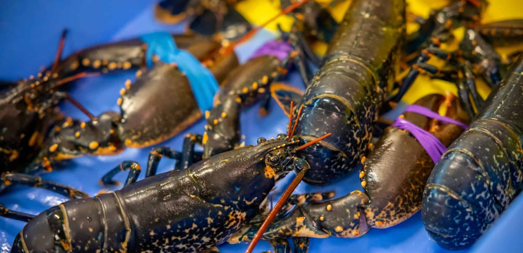 Homard bleu de la côte bretonne au port de pêche de Keroman, à Lorient (Morbihan)