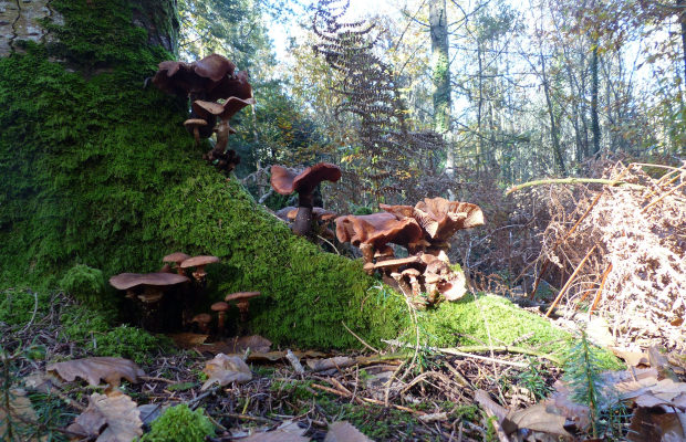 © C. LE BAIL. Forêt de trémelin. champignons. Inzinzac-Lochrist.