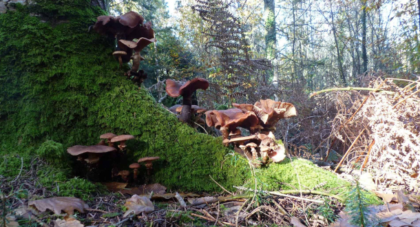 Forêt de trémelin. champignons. Inzinzac-Lochrist (Morbihan)