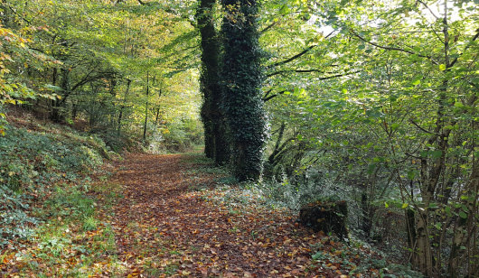 Forêt de Trémelin chemin de rando, Inzinzac-Lochrist (Morbihan).