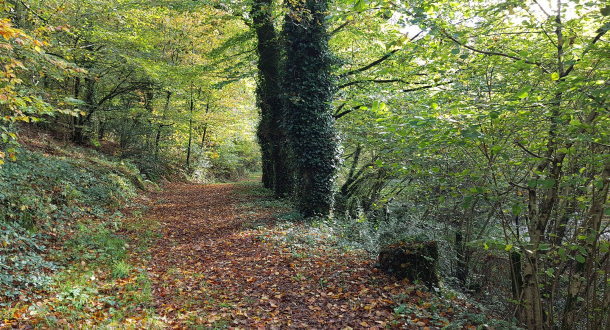 Forêt de Trémelin chemin de rando, Inzinzac-Lochrist (Morbihan).