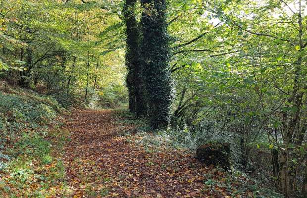 Forêt de Trémelin chemin de rando, Inzinzac-Lochrist (Morbihan).