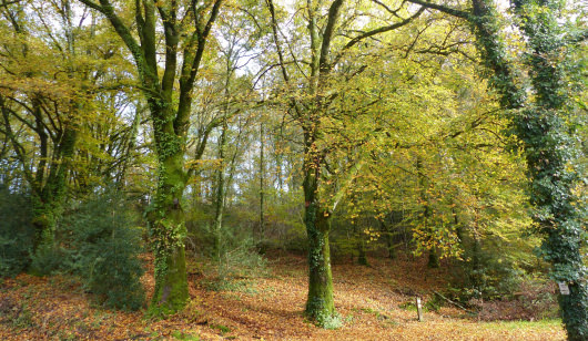 Forêt de Trémelin - rando Ty Mat, Inzinzac-Lochrist (Morbihan). © Cath Le Bail -LBST