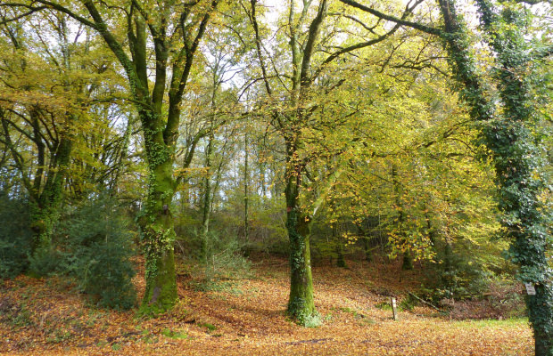 © Cath LE BAIL. Forêt de Trémelin - rando Ty Mat.