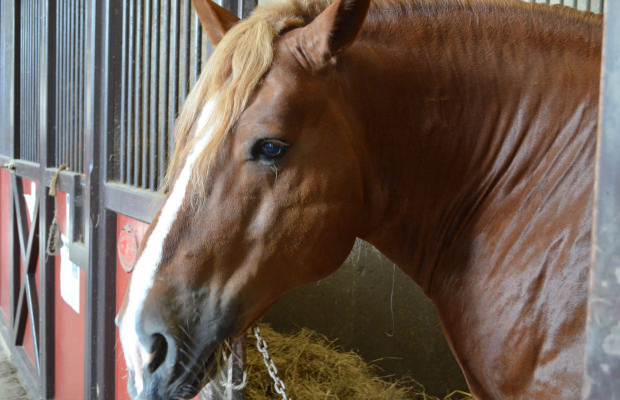 © Cath LE BAIL - Hennebont cheval haras