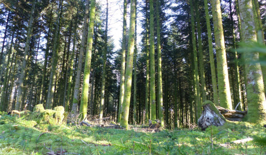 La Cardonière, Pins dans la forêt de Trémelin à Inzinzac-Lochrist