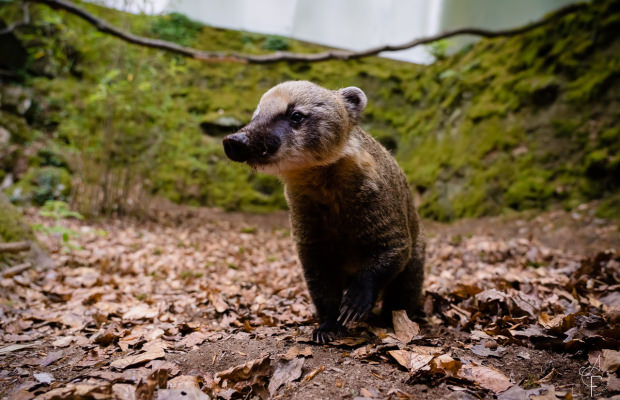 Coati aux Terres de Nataé, à Pont-Scorff (Morbihan) - ©Anne-Claire Flécher