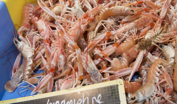 © Xavier DUBOIS. Caisse de langoustine chez Moulin Marée au port de pêche de Lorient.