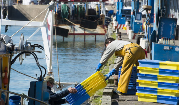 Débarquement de langoustines au port de pêche de Lorient Keroman (Morbihan)