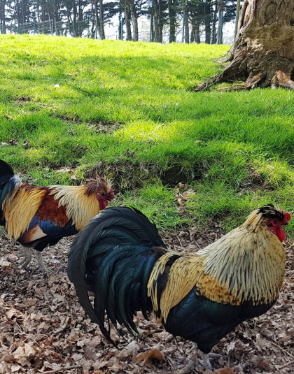 Des animaux sont à observer dans leur enclos, au sein du jardin Chevassu à Lorient.
