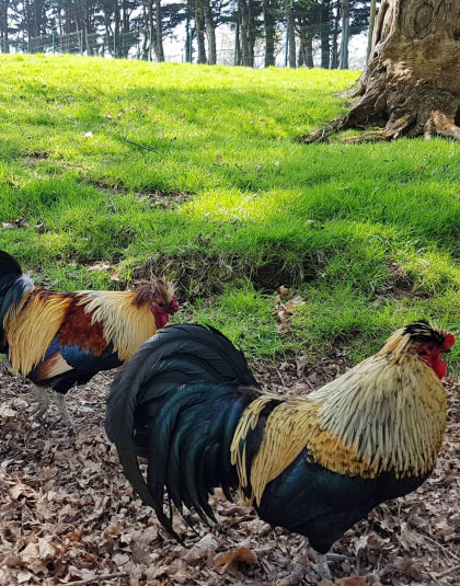 Des animaux sont à observer dans leur enclos, au sein du jardin Chevassu à Lorient (Morbihan)