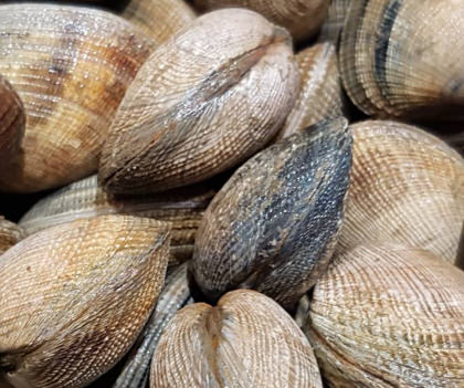 Pêche à pied dans la petite mer de Gâvres coquillage la palourde