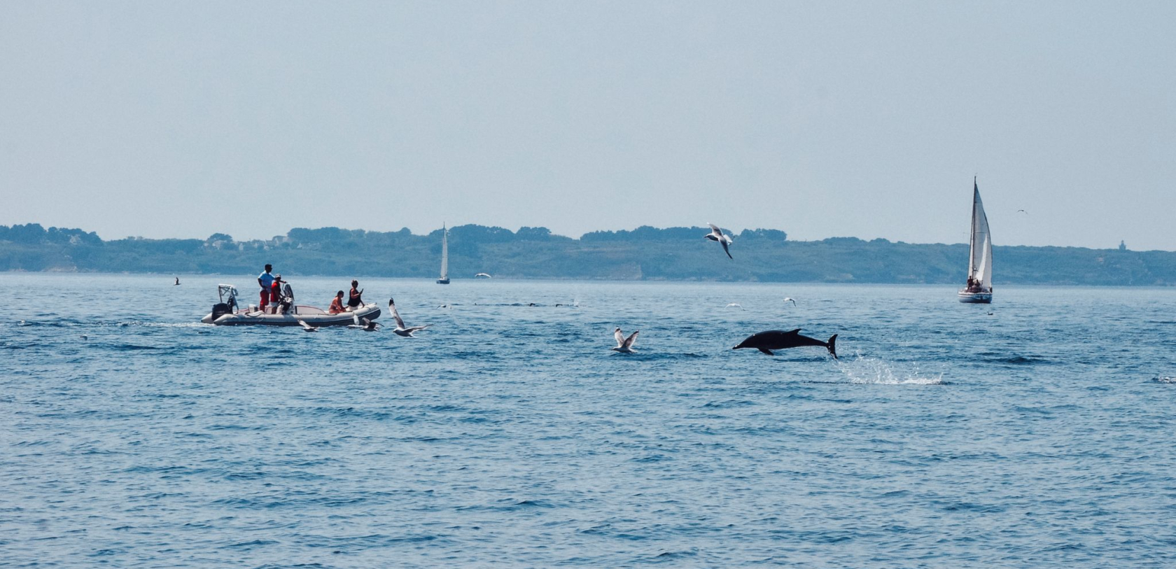 Dauphin entre Lorient et l'île de Groix (Morbihan)