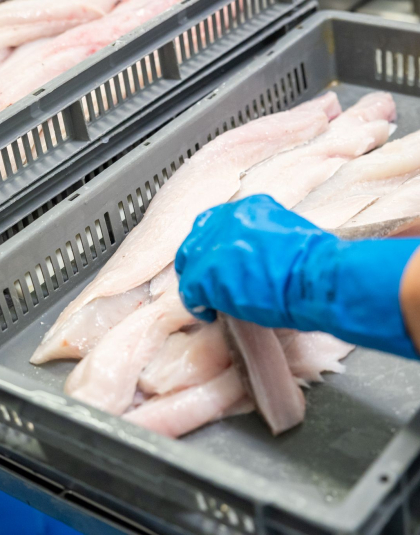 Découle de filets de poissons à l'atelier de marée du port de pêche de Keroman, à Lorient (Morbihan)