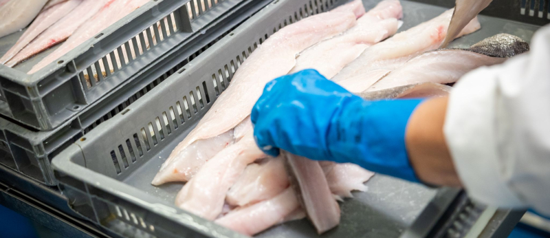 Découle de filets de poissons à l'atelier de marée du port de pêche de Keroman, à Lorient (Morbihan)