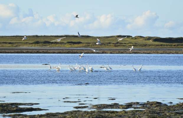 Oiseaux de la petite-mer de Gâvres (Morbihan)