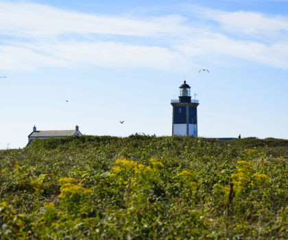 Phare de Pen Men dans la lande fleurie à l'île de Groix (Morbihan)