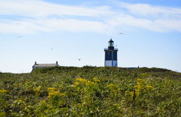 Phare de Pen Men à Groix, dans la lande fleurie.