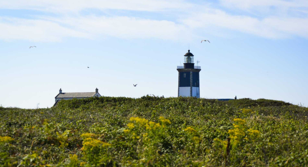 Phare de Pen Men dans la lande fleurie à l'île de Groix (Morbihan)