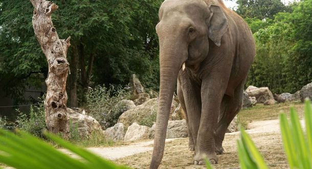 Un éléphant se promène au Zoo de Pont Scorff